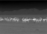 Collegamento multiplo di Riflescope di visione notturna di modi di scena per l'individuazione animale